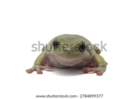 Dumpy frog 