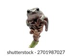 Dumpy frog litoria caerulea on white background, amphibian closeup