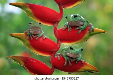 Dumpy frog "litoria caerulea" on red bud, dumpy frog on branch, tree frog on branch, amphibian closeup