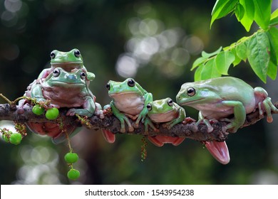 Dumpy frog "litoria caerulea" on green leaves, dumpy frog on branch, tree frog on branch, amphibian closeup