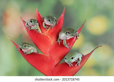 923 Five frogs Images, Stock Photos & Vectors | Shutterstock