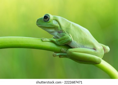 Dumpy frog "litoria caerulea" on green leaves, dumpy frog on branch, tree frog on branch, amphibian closeup - Powered by Shutterstock