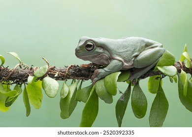 Dumpy frog "litoria caerulea" on Branch, Dumpy frog on branch with isolated background, green frog on branch, amphibian closeup - Powered by Shutterstock