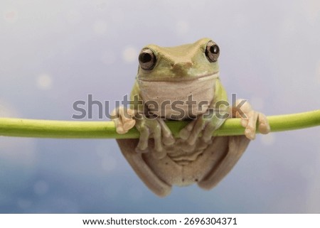 
Dumpy frog litoria caerulea on branch, amphibian closeup