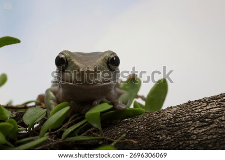 
Dumpy frog litoria caerulea on wood, amphibian closeup
