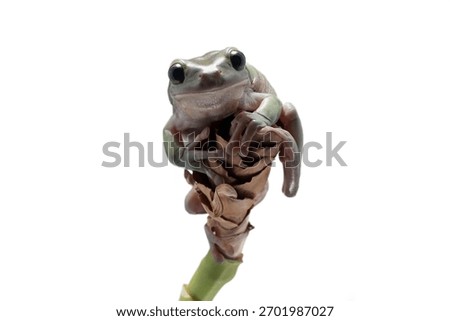 Dumpy frog litoria caerulea on white background, amphibian closeup