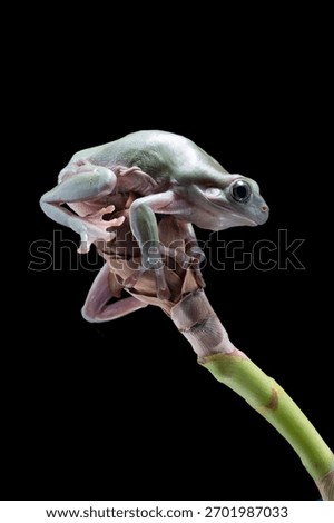 Dumpy frog litoria caerulea on black background, amphibian closeup