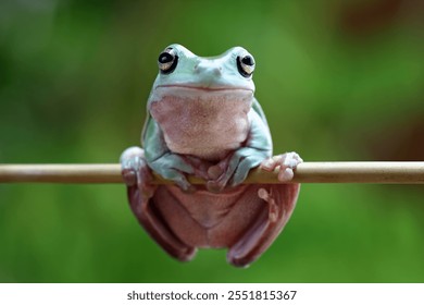 Dumpy frog on a branch, tree frog side view, litoria caerulea