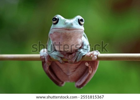 Dumpy frog on a branch, tree frog side view, litoria caerulea