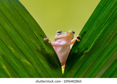 Dumpy Frog On Leaves, Frog, Amphibian, Reptile