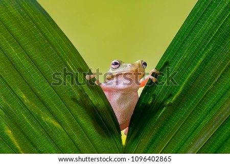 Dumpy Frog On Leaves, Frog, Amphibian, Reptile