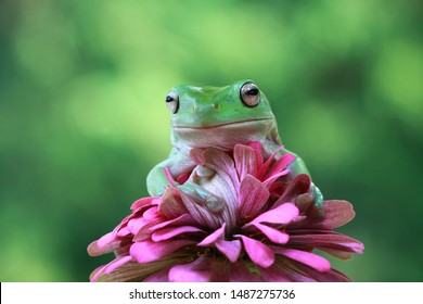 Dumpy Frog On Red Flower, Animal Closeup, Australian Tree Frog