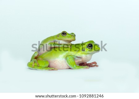 Dumpy Frog On White Background