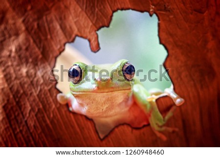 Dumpy frog, papua green tree frog in framing