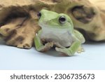 A dumpy frog resting on a dry log. This amphibian has the scientific name Litoria caerulea.