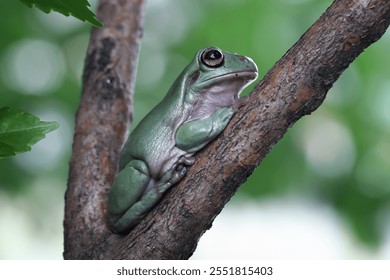 Dumpy frog sitting on branch, green tree frog side view, cute amphibian close up