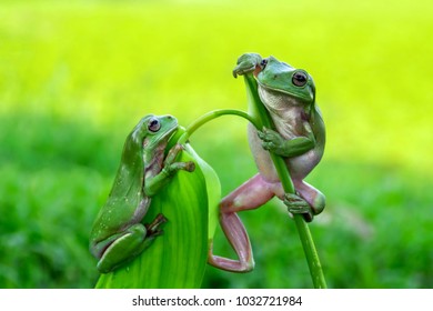 dumpy frog, tree frog, frog, 