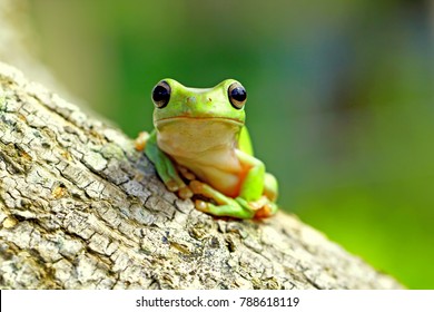 Dumpy frog, tree frog