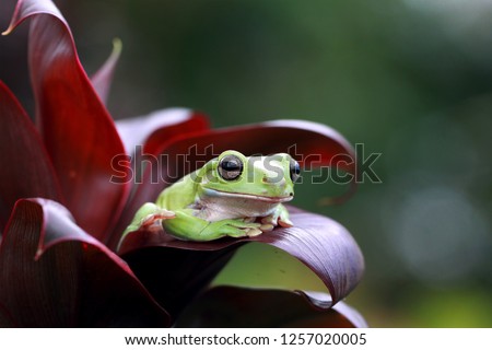 Dumpy frog, Tree frog, Papua green tree frog