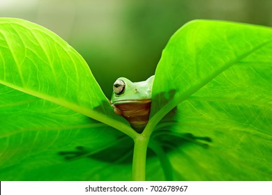 Dumpy Frogs Hide Behind The Leaf