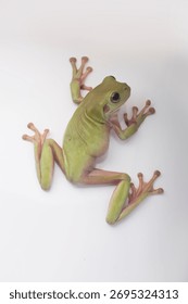 
Dumpy green tree frog litoria caerulea isolated on white background
