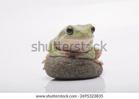 Dumpy green tree frog litoria caerulea isolated on black stone with white background