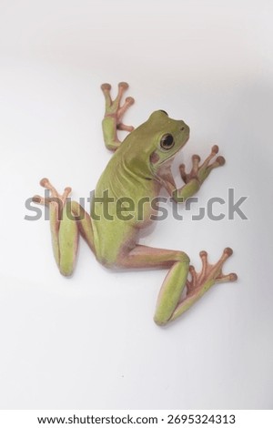 
Dumpy green tree frog litoria caerulea isolated on white background