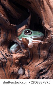 A Dumpy tree frog among tree branches.