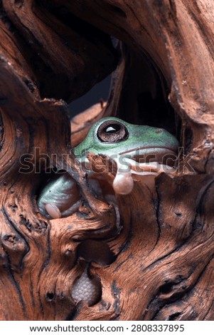 A Dumpy tree frog among tree branches.