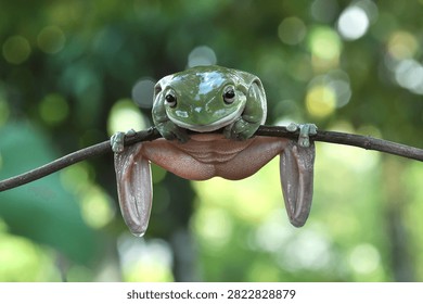 The Dumpy Tree Frog, also known as the White’s Tree Frog or Australian Green Tree Frog, is one of the most popular pet amphibians in the world. Known for its gentle temperament, big expressive eyes, and charming “chubby” appearance, this species is an ideal beginner frog that adapts easily to captive care. Dumpy Tree Frogs come in a wide range of colors and morphs, live impressively long lives, and thrive in simple, well-designed enclosures—making them a top choice for both new and experienced keepers.