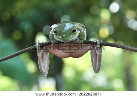 The Dumpy Tree Frog, also known as the White’s Tree Frog or Australian Green Tree Frog, is one of the most popular pet amphibians in the world. Known for its gentle temperament, big expressive eyes, and charming “chubby” appearance, this species is an ideal beginner frog that adapts easily to captive care. Dumpy Tree Frogs come in a wide range of colors and morphs, live impressively long lives, and thrive in simple, well-designed enclosures—making them a top choice for both new and experienced keepers.
