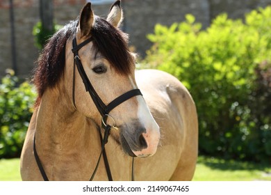 Dun Welsh Pony Wearing Bridle. Equestrian UK 