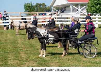 Dundas, Prince Edward Island / Canada - August, 25, 2019 Competitors Circling The Ring At The Minature Horse Competition At The PEI Plowing Match And Agricultural Fair