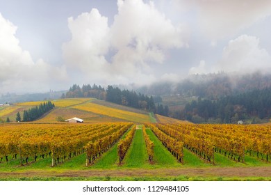 Dundee Oregon Winery Vineyard In Fall Season During One Foggy Morning