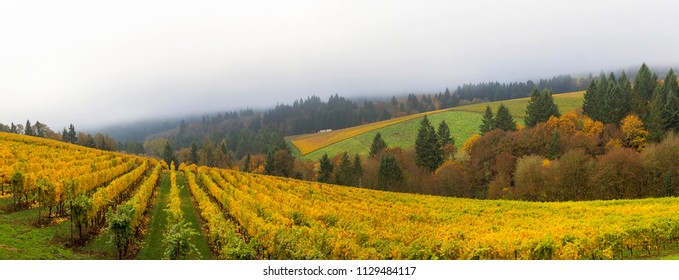 Dundee Oregon Winery Vineyard In Fall Season During One Foggy Morning Panorama