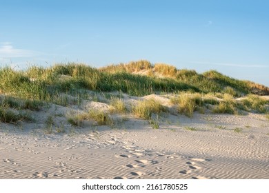 Dune Beach With Dune Grass Along The Coast