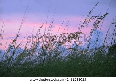 Dune or beach grass (uniola paniculata) moving in wind during the blue hour, after sunset with bluish purple sky.