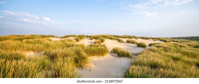 Dune Beach Panorama With Beach Grass