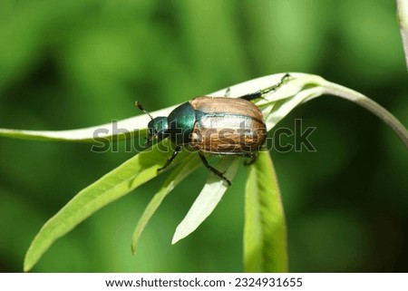 Dune chafer (Anomala dubia). Family Scarabs, scarab beetles (Scarabaeidae). in a shrub in a Dutch garden. June, Summer                               