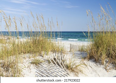 Dune fence and sea oats on the dunes at Pensacola Beach, Florida on Gulf Islands National Seashore.