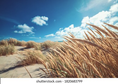 Dune Grass At The Beach Of Skagen Northern Denmark