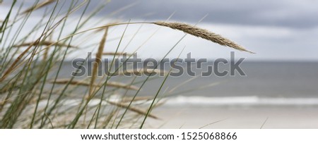 Similar – Image, Stock Photo marram grass Marram grass