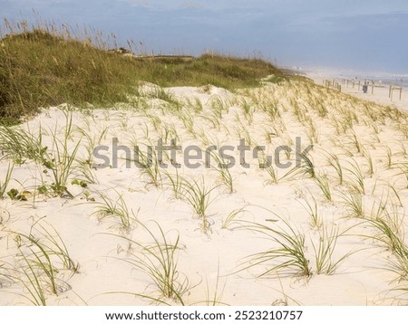 Dune grass (possible binomial names: Ammophila breviligulata, Distichlis spicata) planted to stabilize a dune in a restoration area along a public beach on a breezy fall day in northeast Florida
