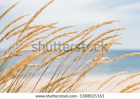 Dune grass sea landscape. Golden beach grass against a pastel beach background - Image