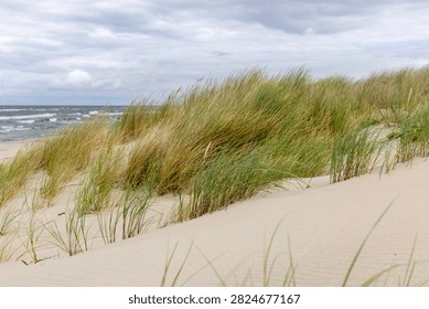 Dune grass in sharp foreground with blurred rough Baltic Sea and overcast sky in background. Typical, wild coastal landscape of the Polish Baltic coast — natural dune, beach ecosystem