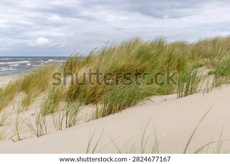 Dune grass in sharp foreground with blurred rough Baltic Sea and overcast sky in background. Typical, wild coastal landscape of the Polish Baltic coast — natural dune, beach ecosystem