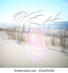 Dune grasses on the beach, shallow focus on seedhead - Powered by Shutterstock