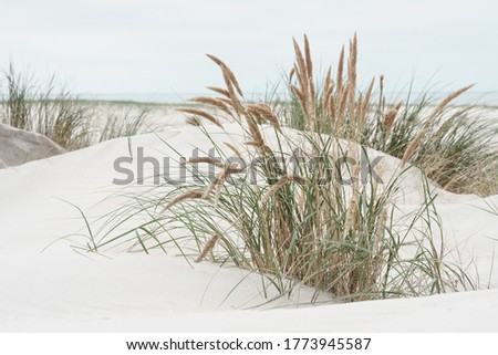 Dune landscape at the North Sea Beach