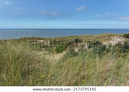 dune landscape at North Sea with green grass and vegetation, Bray-Dunes, France
