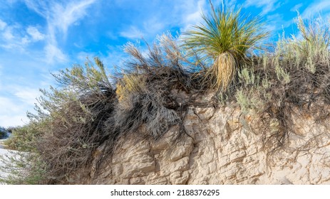                          Dune Life Nature Trail, White Sands National Park, New Mexico, USA      